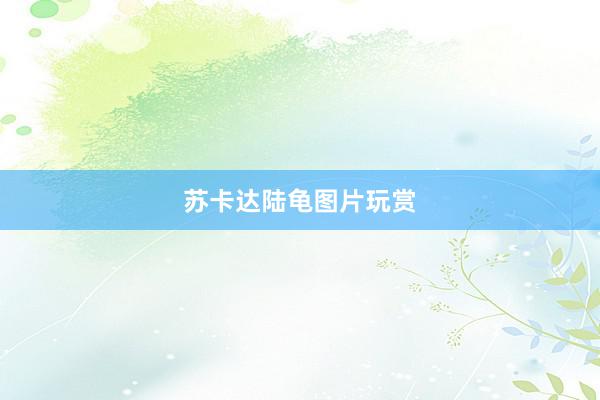 苏卡达陆龟图片玩赏